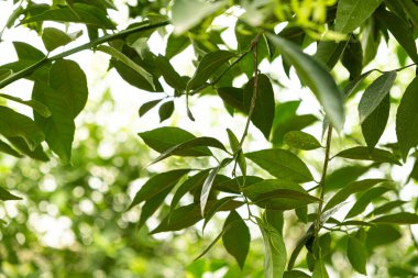 Limon ağacı, limon yaprakları yakın plan..