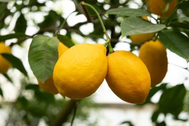 Meyer Limonlu Ağacında Olgun Meyveler.