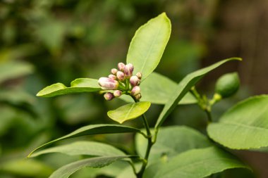 Limon Ağacı Çiçeği, Tomurcuklar Yakın plan.