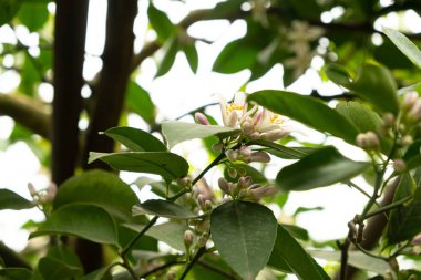Limon Ağacı Çiçeği, Tomurcuklar Yakın plan.