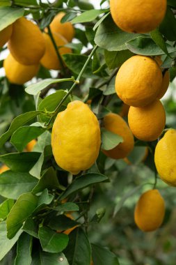 Olgun Meyer Limon Ağacı Sulu Meyvelerle dolu.