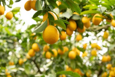 Meyve Bahçesinde Taze Citrus Meyveli Limon Ağacı Dalları.