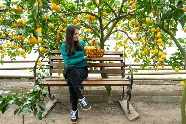 Bir kadın ve bir sepet olgun limon. Büyüyen limonlar.