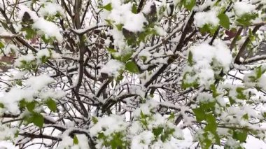 Taze kar, yemyeşil yaprakları kaplıyor..