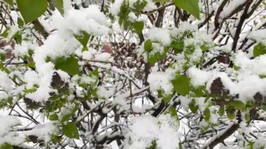 İlkbaharda kar, bitkilerin yeşil yapraklarında kar..