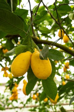 Olgun Sarı Meyveli Meyve Ağacı.