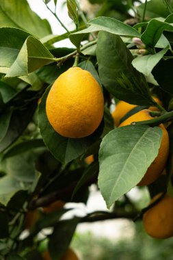 Olgun Sarı Meyveli Meyve Ağacı.