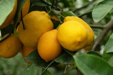 Meyer Limonlu Ağacında Olgun Meyveler.
