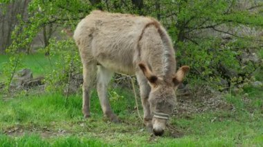 Eşek otlatıyor kırsal alanda çimlerde ağır çekimde.