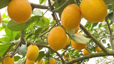 Olgun Sarı Meyveli Meyve Ağacı.