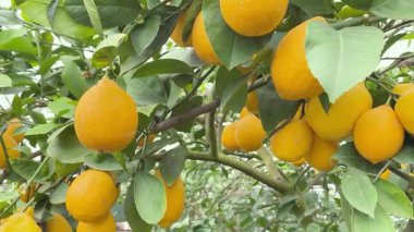 Taze olgun meyveli organik limon ağacı..