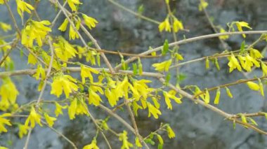 Sarı Forsythia Çalılığı İlkbaharın başlarında çiçek açıyor, Yavaş Hareket.