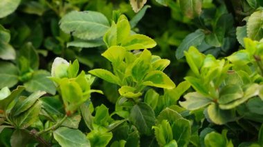 Evergreen Euonymus Fortunei Ağır Çekimde Çalı.