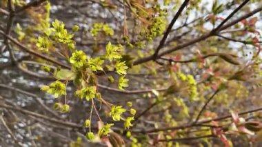 Acer Platanoides 'in Sarı-Yeşil Çiçeği Norveç Akçaağacı.