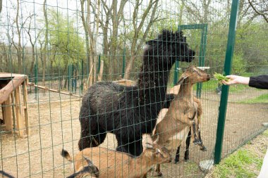 Çiftlikte keçiler ve alpakalar. Bakımlı mutlu hayvanlar..