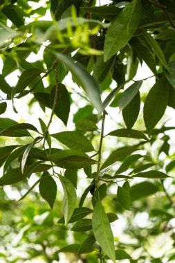 Limon ağacı, limon yaprakları yakın plan..