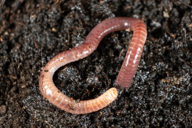 Toprak Solucanı Makro Görünümünü Yakınlaştırıyor.