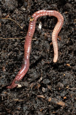 Big beautiful earthworm in the black soil, close-up