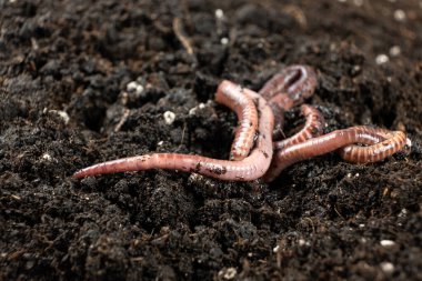 Bahçe Topraklarında Aktif Yer Solucanlarının Macro Sahnesi.