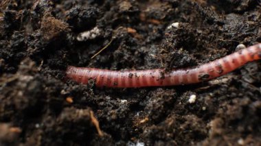Solucan gerçek zamanlı olarak toprağı kazıyor, makro ateş ediyor.