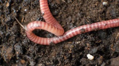 Çizgili Eisenia fetida Solucanı Islak Toprakta Emekliyor.