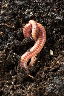 Yer solucanı Eisenia fetida makro dikey çekim.