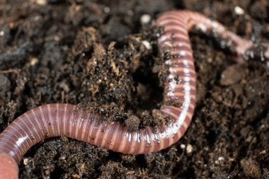 Kırmızı ve Pembe Şeritli Gübre Solucanının Yakın Çekimi.