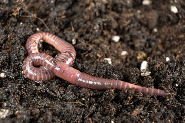Big beautiful earthworm in the black soil, close-up