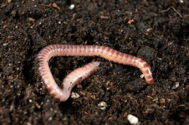 Nemli Toprak Yüzeyinde Toprak Solucanı Macro Vuruşu.