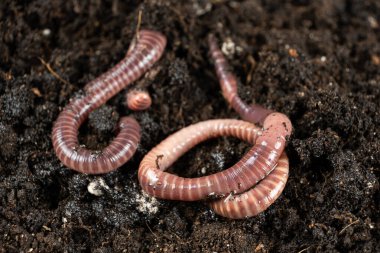 Canlı Yem Solucanları Balık Kancasına Hazır.