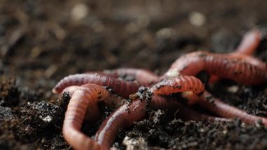 Etkin bir şekilde hareket eden kırmızı solucan grubu.