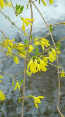 Sarı Forsythia Çalı İlkbaharın başlarında çiçek açıyor, Dikey Yavaş Hareket.