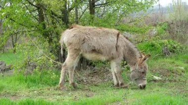 Kırsal bölgedeki çimlerde eşek otluyor..