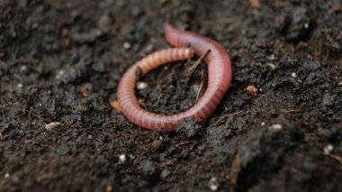 Big beautiful earthworm in the black soil, close-up