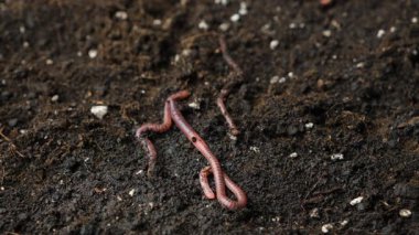 Nemli Toprakta Sürünen Solucanlar Grubu.