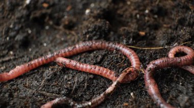 Nemli Toprakta Sürünen Solucanlar Grubu.