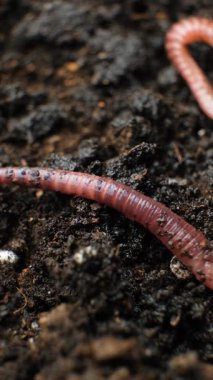 Renkli Eisenia fetida vücut dokusunun Macro Manzarası.