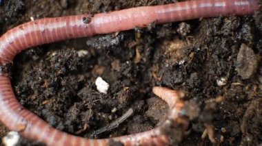 Belirgin Çizgili Parçalı Büyük Kırmızı Kıvırcık Solucan.