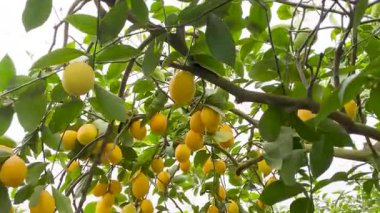 Meyer Limonlu Ağacında Olgun Meyveler.