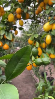 Yakından bakınca yeşil olgunlaşmamış limonlar.