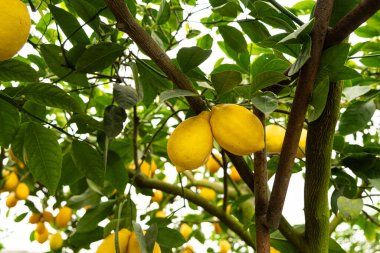 Olgun Sarı Meyveli Meyve Ağacı.