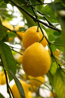 Olgun Meyer Limonlarının Dallardaki Yakın Çekimi