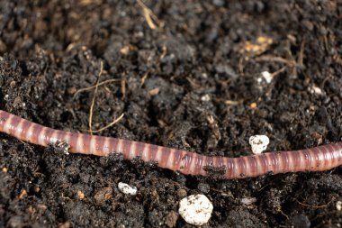 Vermigübre Solucan Şablonu Kırmızı ve Pembe Çizgiler.