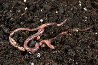 Nemli Toprakta Sürünen Solucanlar Grubu.