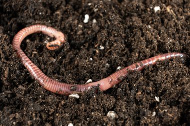 Organik Bahçedeki Gübre Solucanının Yakın Çekimi.
