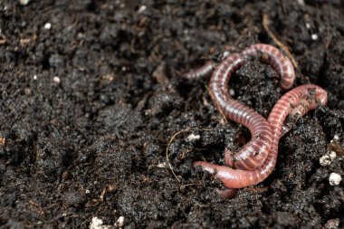 Toprak Solucanı Makro Görünümünü Yakınlaştırıyor.