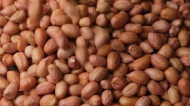 Çiğ, kurutulmuş fıstık çekirdekleri dökülüyor, yakın çekim, yavaş çekim..