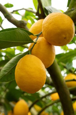 Meyve Bahçesinde Taze Citrus Meyveli Limon Ağacı Dalları.