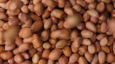 Çiğ kahverengi fıstıklar yakın çekim üst görünümü döndürür ve döker