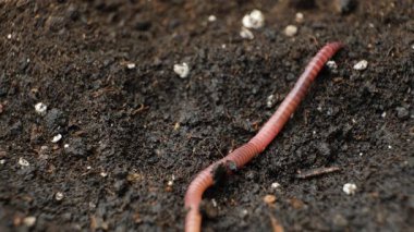 Big beautiful earthworm in the black soil, close-up